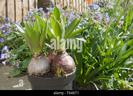 Gros plan de jacinthes jacinthes roses bulbes bulbes poussant dans un pot au printemps Angleterre Royaume-Uni Grande-Bretagne Banque D'Images