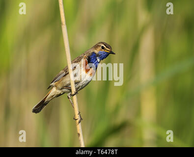 Gorgebleue à miroir, Luscinia svecica, passereaux, blaukehlchen Banque D'Images