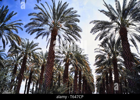 Dates de plantation de fruits Banque D'Images