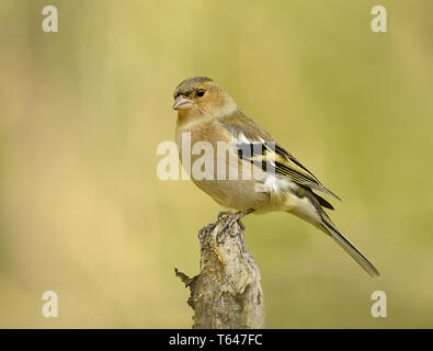 Common chaffinch, Fringilla coelebs Banque D'Images