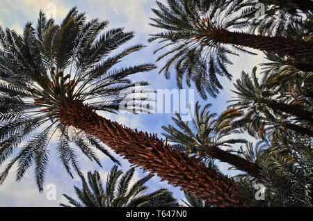 Dates de plantation de fruits Banque D'Images