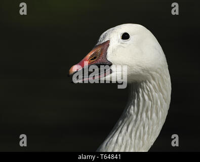 Blue Goose Anser caerulescens, Banque D'Images