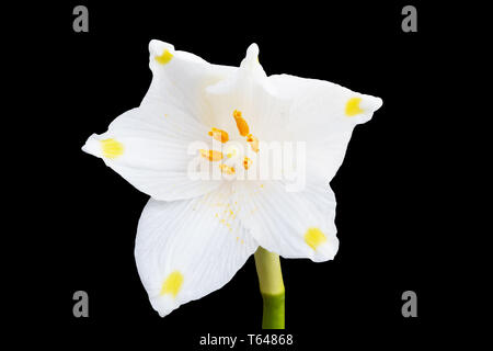 Flocon de neige de printemps Leucojum vernum] [ Banque D'Images