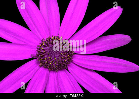 Senetti Fleur Pericalis Banque D'Images