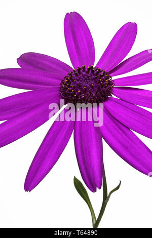 Senetti Fleur Pericalis Banque D'Images