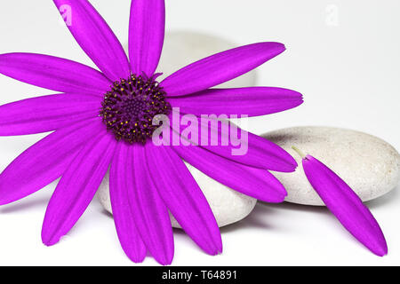 Senetti Fleur Pericalis Banque D'Images
