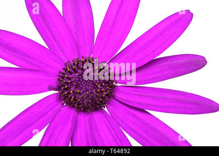 Senetti Fleur Pericalis Banque D'Images