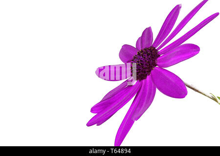 Senetti Fleur Pericalis Banque D'Images