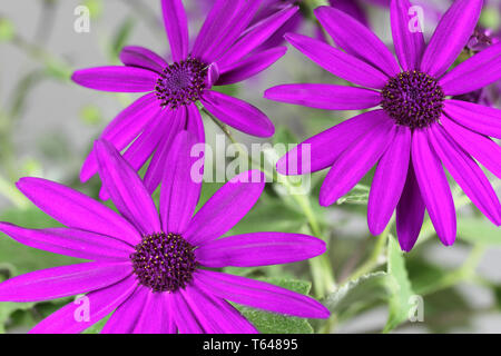 Senetti Fleur Pericalis Banque D'Images
