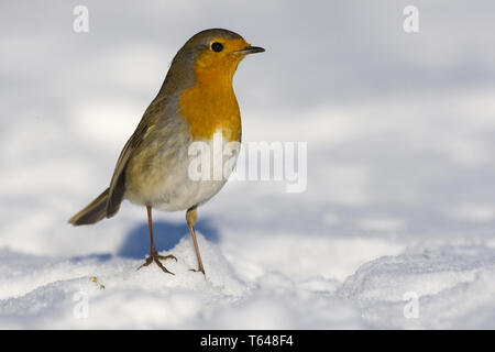 Robin européenne ou Redbreast, Erithacus rubecula aux abords Banque D'Images