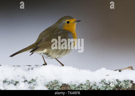 Robin européenne ou Redbreast, Erithacus rubecula aux abords Banque D'Images