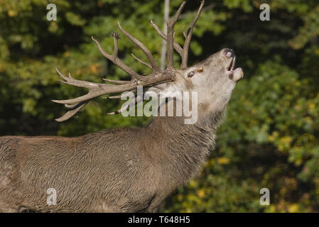 Roehrend Rothirsch, Cervus elaphus, Red Deer, homme, belling Banque D'Images
