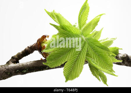 Conker ou Buckeye, marron Banque D'Images