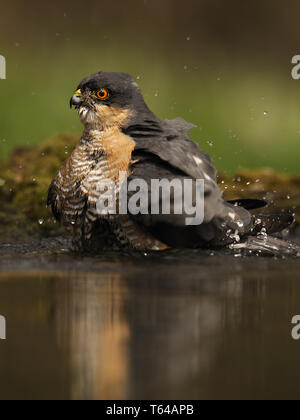 Épervier d'Eurasie (Accipiter nisus), Allemagne Banque D'Images