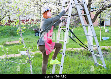 Farmer woman up sur une échelle pour la floraison de apple tree sur une belle journée de printemps Banque D'Images