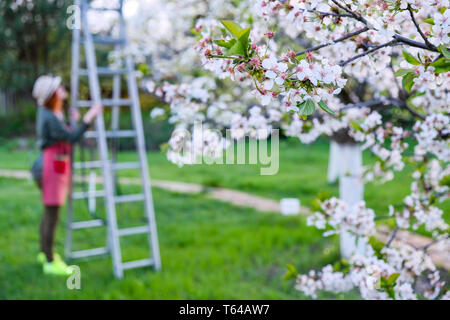 Farmer woman up sur une échelle pour la floraison de apple tree sur une belle journée de printemps Banque D'Images