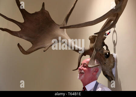 Danny McIlwraith de Bonhams avec une paire de Elk irlandais ou bois de cerf géant d'une valeur de £26000-£30000 qui font partie de Bonhams vente sportives qui aura lieu le 1er mai à Édimbourg. Banque D'Images