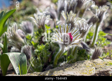 27 mars 2019, la Saxe-Anhalt, Schönebeck : Malgré le temps frais, une cuisine ou Pulsatilla vulgaris fleurs collier vache dans un jardin à Schönebeck. Photo : Peter Förster/dpa-Zentralbild/ZB Banque D'Images