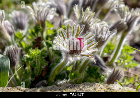 27 mars 2019, la Saxe-Anhalt, Schönebeck : Malgré le temps frais, une cuisine ou Pulsatilla vulgaris fleurs collier vache dans un jardin à Schönebeck. Photo : Peter Förster/dpa-Zentralbild/ZB Banque D'Images