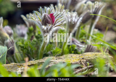 27 mars 2019, la Saxe-Anhalt, Schönebeck : Malgré le temps frais, une cuisine ou Pulsatilla vulgaris fleurs collier vache dans un jardin à Schönebeck. Photo : Peter Förster/dpa-Zentralbild/ZB Banque D'Images