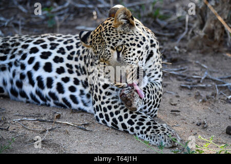 Un léopard mariné dressing up and running le toilettage sur le terrain dans une réserve faunique après avoir mangé sa proie sur un arbre, enregistré sur 04.03.2019. Le léopard (Panthera pardus) appartient à la famille des chats ; après le Tigre, Loewen et Jaguar, il est le quatrième plus grand chat de proies. Les espèces sensibles vit dans une grande partie de l'Asie et l'Afrique au sud du Sahara, qui varient en taille et poids en fonction de l'environnement, de l'homme léopard peut atteindre une hauteur d'épaule de 70 à 80 cm et un poids de jusqu'à 90 kg. Photo : Matthias Toedt/dpa-Zentralbild/ZB/photo | Alliance mondiale d'utilisation Banque D'Images