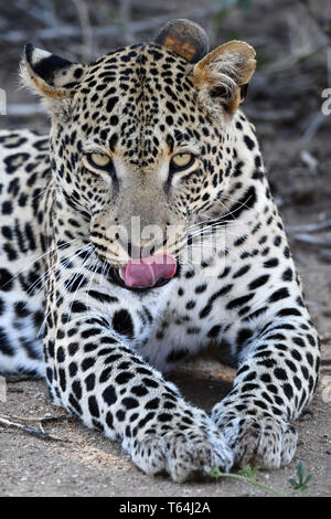 Un léopard mariné dressing up and running le toilettage sur le terrain dans une réserve faunique après avoir mangé sa proie sur un arbre, enregistré sur 04.03.2019. Le léopard (Panthera pardus) appartient à la famille des chats ; après le Tigre, Loewen et Jaguar, il est le quatrième plus grand chat de proies. Les espèces sensibles vit dans une grande partie de l'Asie et l'Afrique au sud du Sahara, qui varient en taille et poids en fonction de l'environnement, de l'homme léopard peut atteindre une hauteur d'épaule de 70 à 80 cm et un poids de jusqu'à 90 kg. Photo : Matthias Toedt/dpa-Zentralbild/ZB/photo | Alliance mondiale d'utilisation Banque D'Images