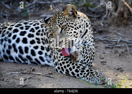 Un léopard mariné dressing up and running le toilettage sur le terrain dans une réserve faunique après avoir mangé sa proie sur un arbre, enregistré sur 04.03.2019. Le léopard (Panthera pardus) appartient à la famille des chats ; après le Tigre, Loewen et Jaguar, il est le quatrième plus grand chat de proies. Les espèces sensibles vit dans une grande partie de l'Asie et l'Afrique au sud du Sahara, qui varient en taille et poids en fonction de l'environnement, de l'homme léopard peut atteindre une hauteur d'épaule de 70 à 80 cm et un poids de jusqu'à 90 kg. Photo : Matthias Toedt/dpa-Zentralbild/ZB/photo | Alliance mondiale d'utilisation Banque D'Images