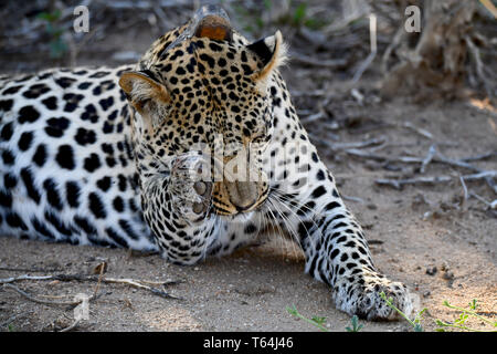 Un léopard mariné dressing up and running le toilettage sur le terrain dans une réserve faunique après avoir mangé sa proie sur un arbre, enregistré sur 04.03.2019. Le léopard (Panthera pardus) appartient à la famille des chats ; après le Tigre, Loewen et Jaguar, il est le quatrième plus grand chat de proies. Les espèces sensibles vit dans une grande partie de l'Asie et l'Afrique au sud du Sahara, qui varient en taille et poids en fonction de l'environnement, de l'homme léopard peut atteindre une hauteur d'épaule de 70 à 80 cm et un poids de jusqu'à 90 kg. Photo : Matthias Toedt/dpa-Zentralbild/ZB/photo | Alliance mondiale d'utilisation Banque D'Images