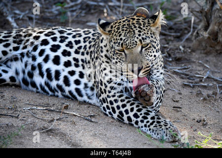 Un léopard mariné dressing up and running le toilettage sur le terrain dans une réserve faunique après avoir mangé sa proie sur un arbre, enregistré sur 04.03.2019. Le léopard (Panthera pardus) appartient à la famille des chats ; après le Tigre, Loewen et Jaguar, il est le quatrième plus grand chat de proies. Les espèces sensibles vit dans une grande partie de l'Asie et l'Afrique au sud du Sahara, qui varient en taille et poids en fonction de l'environnement, de l'homme léopard peut atteindre une hauteur d'épaule de 70 à 80 cm et un poids de jusqu'à 90 kg. Photo : Matthias Toedt/dpa-Zentralbild/ZB/photo | Alliance mondiale d'utilisation Banque D'Images