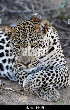 Un léopard mariné dressing up and running le toilettage sur le terrain dans une réserve faunique après avoir mangé sa proie sur un arbre, enregistré sur 04.03.2019. Le léopard (Panthera pardus) appartient à la famille des chats ; après le Tigre, Loewen et Jaguar, il est le quatrième plus grand chat de proies. Les espèces sensibles vit dans une grande partie de l'Asie et l'Afrique au sud du Sahara, qui varient en taille et poids en fonction de l'environnement, de l'homme léopard peut atteindre une hauteur d'épaule de 70 à 80 cm et un poids de jusqu'à 90 kg. Photo : Matthias Toedt/dpa-Zentralbild/ZB/photo | Alliance mondiale d'utilisation Banque D'Images