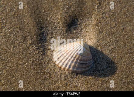 23 avril 2019, le Danemark, l'Lönstrup : une coquille vide d'une coque est situé sur la plage de sable de la côte ouest sur la côte de la mer du Nord. Photo : Patrick Pleul/dpa-Zentralbild/ZB Banque D'Images