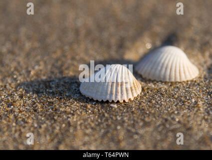 23 avril 2019, le Danemark, l'Lönstrup : deux coquilles vides d'une coque s'allonger sur la plage de sable de la côte ouest sur la côte de la mer du Nord. Photo : Patrick Pleul/dpa-Zentralbild/ZB Banque D'Images