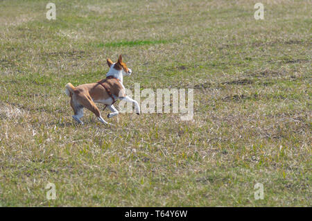 Faire tourner tout en Basenji galoper dans les champs au printemps. Le chien récupéré après l'opération d'une fracture du pied arrière gauche. Banque D'Images