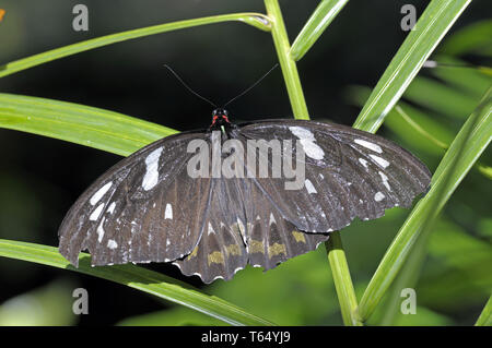 La Cites d'Ornithoptera priamus Cairns, euphorion, Weibchen, Reine Banque D'Images