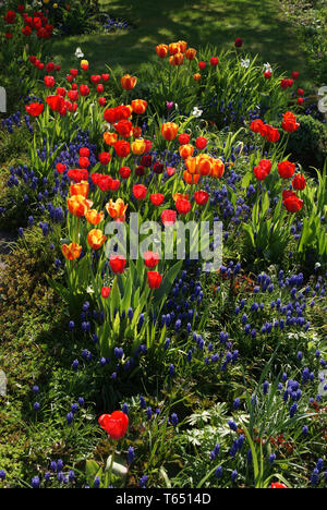 Saison de floraison des tulipes aux Pays-Bas, Europe Banque D'Images