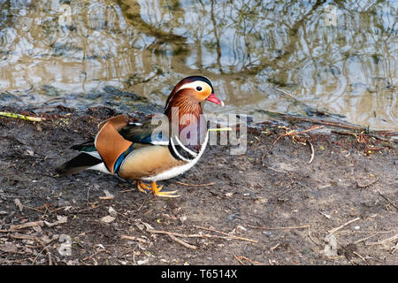 Mnrdarin drake, Aix galericulata. Canard mâle de couleur à côté du Weisser Voir à Berlin-Weissensee Banque D'Images