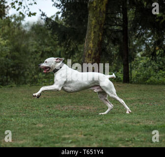 Dogo Argentino, 2 ans, running in park Banque D'Images