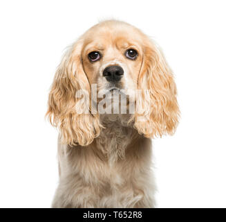 Cocker américain, âgé de 5 mois, in front of white background Banque D'Images