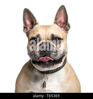 Bouledogue français, 6 ans, in front of white background Banque D'Images