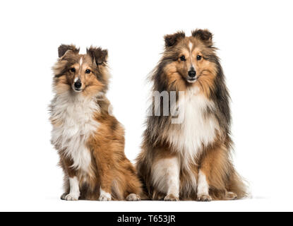 Shetland Sheepdog, 3 ans et 6 mois, in front of white background Banque D'Images