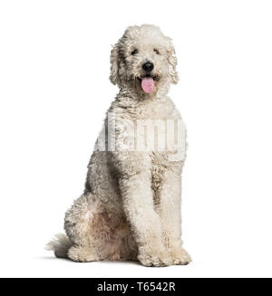 Labradoodle, 1 ans, in front of white background Banque D'Images