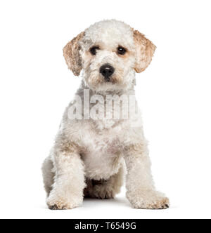 Labradoodle, 1 ans, in front of white background Banque D'Images