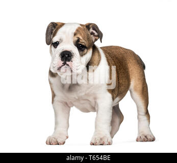 Chiot Bouledogue Français, 10 in front of white background Banque D'Images