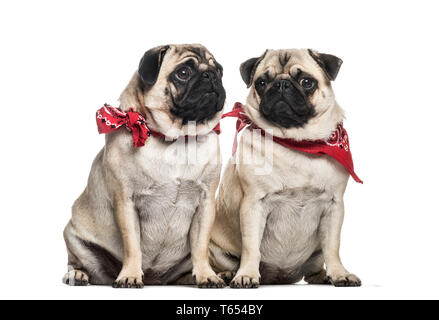 Le PUG, 2 ans et 1 ans, in front of white background Banque D'Images