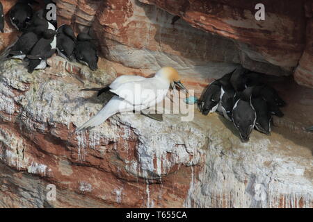 Guillemot marmette commune ou, Uria aalge, Mer du Nord, de l'Europe Banque D'Images