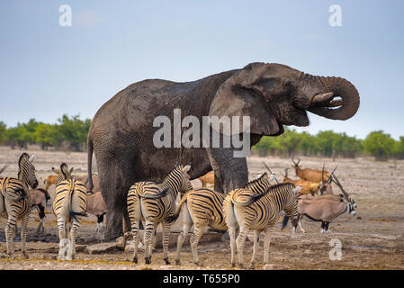 L'éléphant africain boit de l'eau dans le Parc National d'Etosha zèbres entouré par Banque D'Images