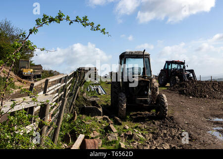 Scène rurale, Devon, moutons, Angleterre, Royaume-Uni, English Culture, paysage - paysages, la conservation de l'environnement, de couleur verte, pâturage, Banque D'Images