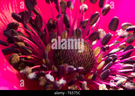 Close up d'une anémone en pleine floraison Banque D'Images