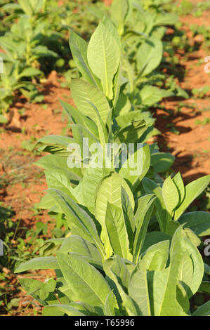 Plantation de tabac, Nicotiana Banque D'Images