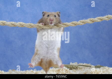 Goldhamster, Mesocricetus auratus, Hamster doré Banque D'Images